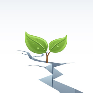plant_FEC12